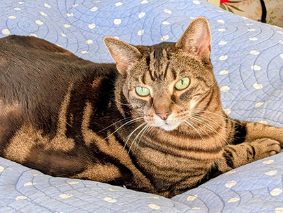 brown and ginger stripey cat lying on bed